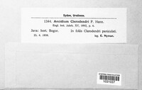 Aecidium clerodendri image
